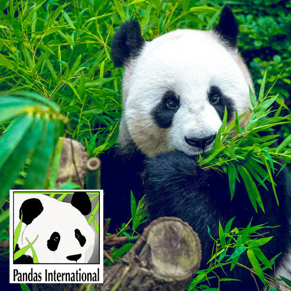 pandas international