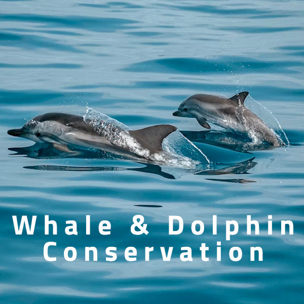 Whale & Dolphin Conservation